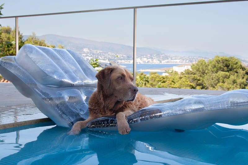 Jamie the most wonderful dog in the world in Mallorca